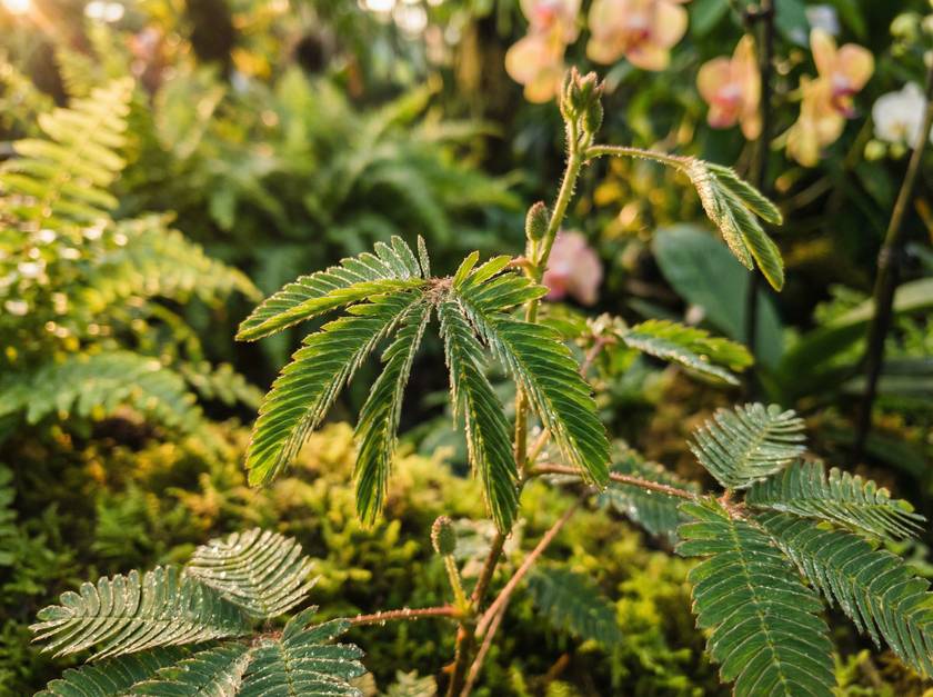 四虎视频含羞草视频